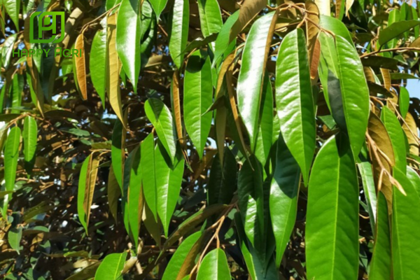 Công dụng Phân bón vi lượng HX Kẽm-Max