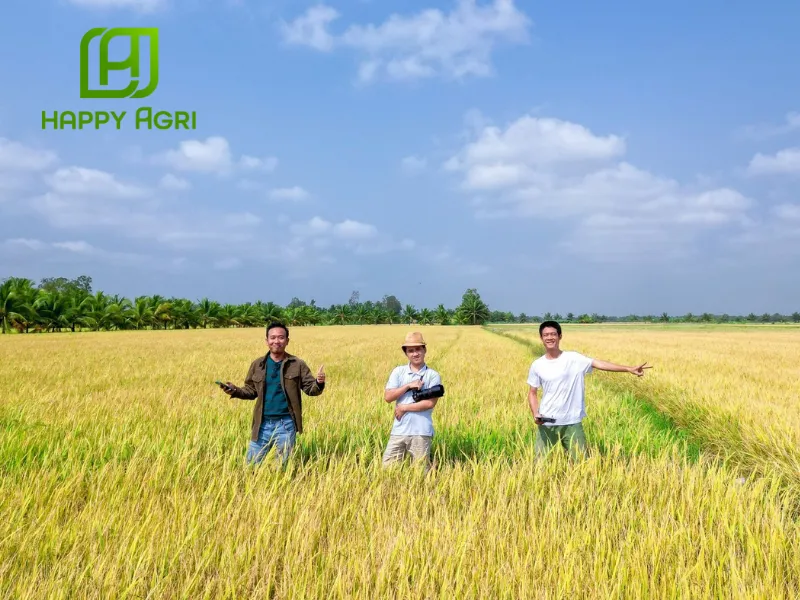 Lưu ý khi sử dụng phân bón lá cho lúa