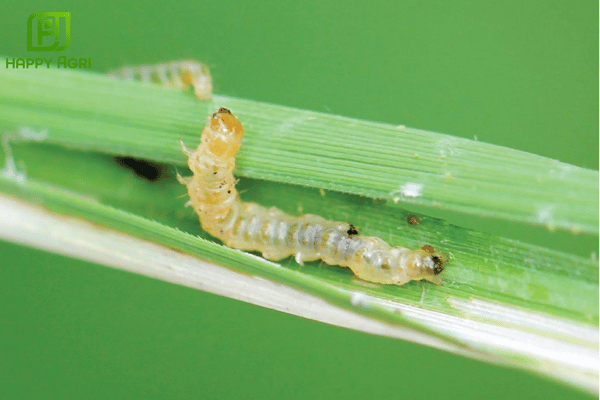 Thuốc trừ sâu cuốn lá sinh học là gì?