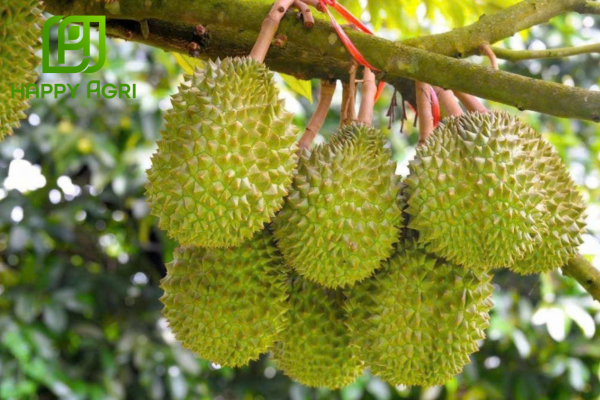 Công dụng Phân bón hữu cơ SATAKA 119 – MAGIE 3% + MIX HC 36 – B + Zn