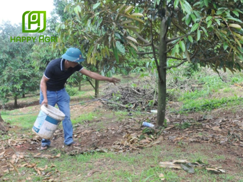 Phương pháp bón qua lá giúp cây hấp thụ kali nhanh chóng trong những giai đoạn quan trọng 