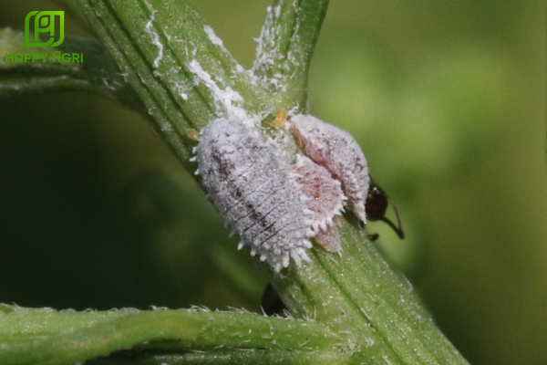 Câu hỏi thường gặp (FAQ)