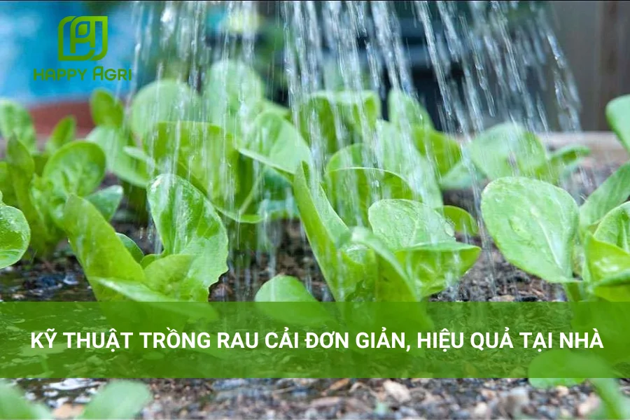 # Kỹ Thuật Trồng Rau Cải Đơn Giản, Hiệu Quả Tại Nhà