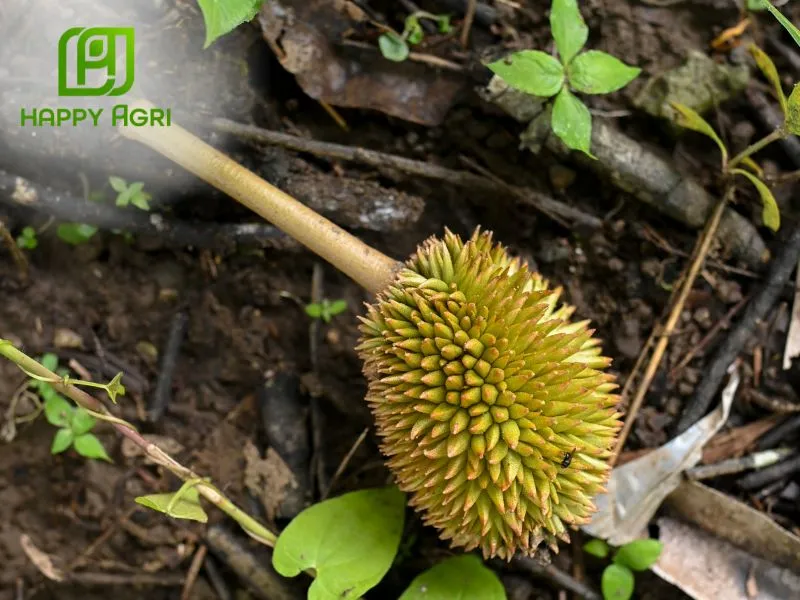 Hạn chế rụng trái non