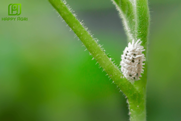 Câu hỏi thường gặp (FAQ)