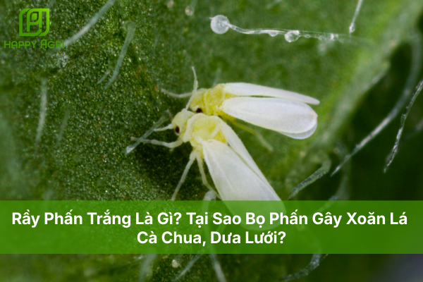 Rầy Phấn Trắng Là Gì? Tại Sao Bọ Phấn Gây Xoăn Lá Cà Chua, Dưa Lưới?