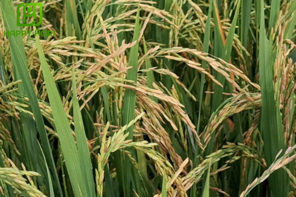 Công dụng của Thuốc trừ bệnh PICOSUPER 280SC