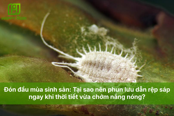 Tại sao nên phun lưu dẫn rệp sáp ngay khi thời tiết vừa chớm nắng nóng?