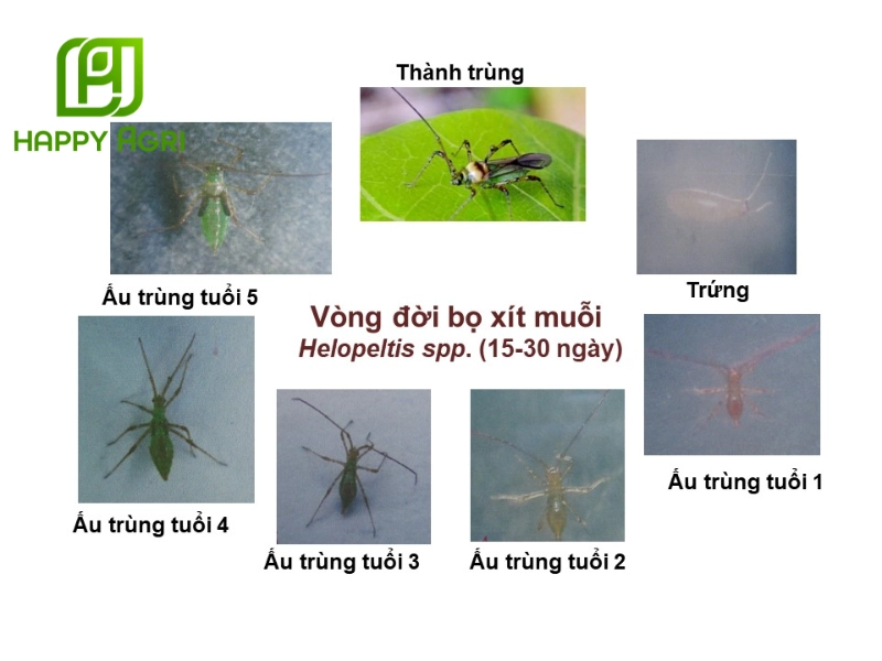 Các giai đoạn phát triển của bọ xít muỗi