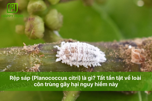 Rệp sáp (Planococcus citri) là gì? Tất tần tật về loài côn trùng gây hại nguy hiểm này.