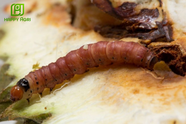 Hiểm họa từ sâu đục trái đối với vườn sầu riêng