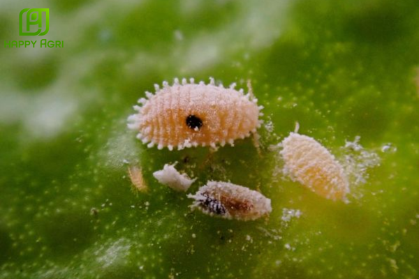 Những thắc mắc thường gặp (FAQ)