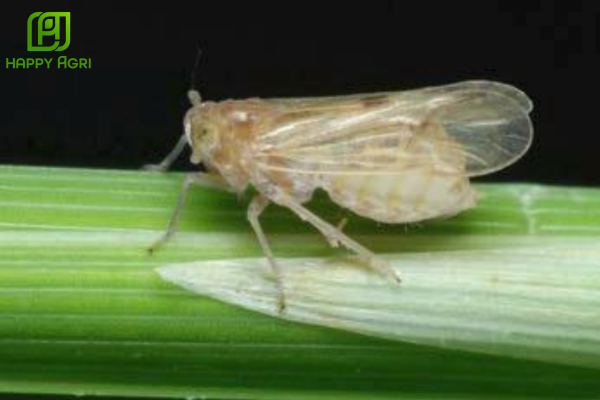 Câu hỏi thường gặp