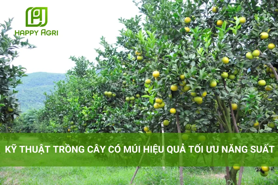 # Kỹ Thuật Trồng Cây Có Múi Hiệu Quả Tối Ưu Năng Suất 