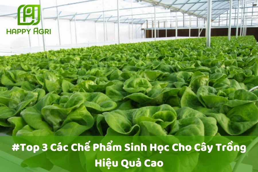 #Top 3 Các Chế Phẩm Sinh Học Cho Cây Trồng Hiệu Quả Cao