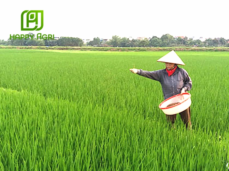 Việc lựa chọn phân bón hữu cơ cho lúa mùa mưa mang lại nhiều hiệu quả 