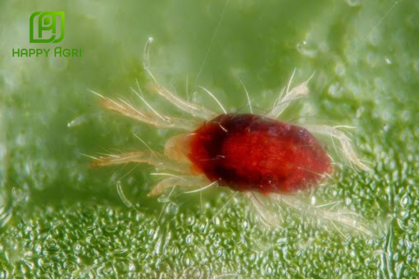 Công dụng Thuốc trừ sâu Z-MAI 50SC Hiệu DIAMEX PRO 500