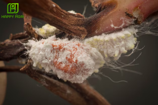 Lưu ý kỹ thuật để trị rệp sáp đạt hiệu quả cao nhất