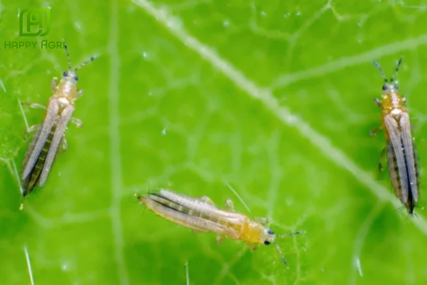 Câu hỏi thường gặp (FAQ)