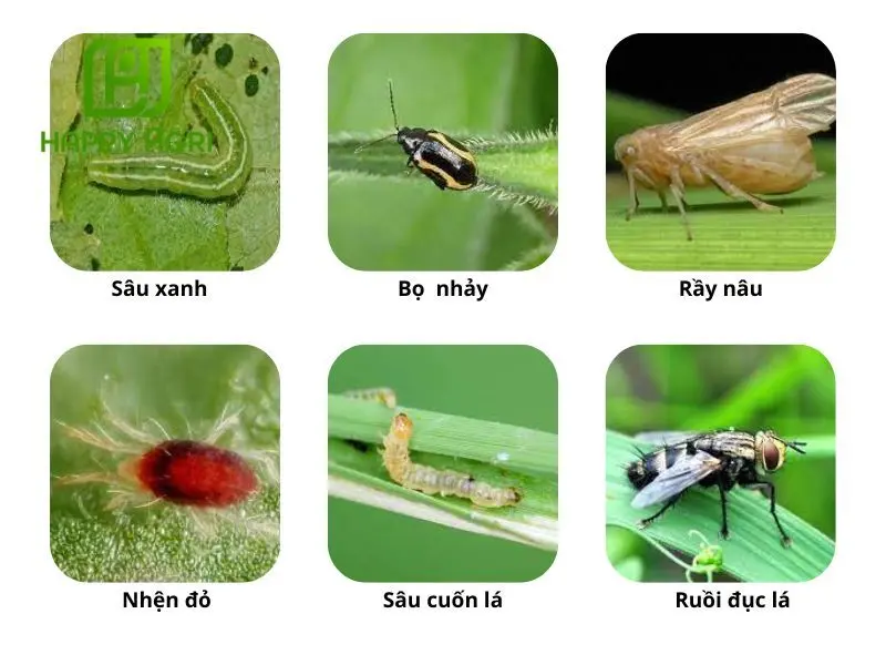 imidacloprid