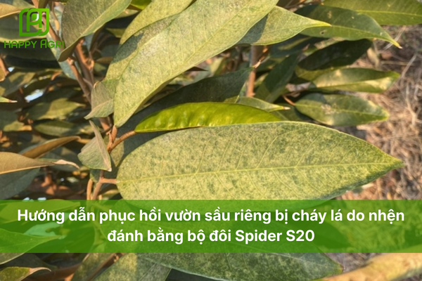 Hướng dẫn phục hồi vườn sầu riêng bị cháy lá do nhện đánh bằng bộ đôi Spider S20.