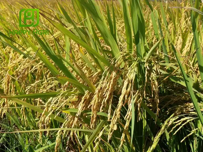 nhện gié hại lúa