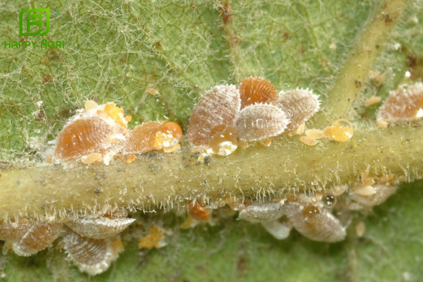  Những thắc mắc thường gặp (FAQ)