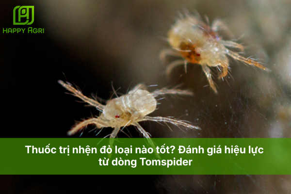 Thuốc trị nhện đỏ loại nào tốt? Đánh giá hiệu lực từ dòng Tomspider