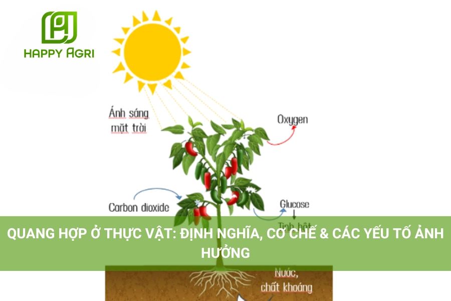 Quang Hợp Ở Thực Vật: Định Nghĩa, Cơ Chế & Các Yếu Tố Ảnh Hưởng