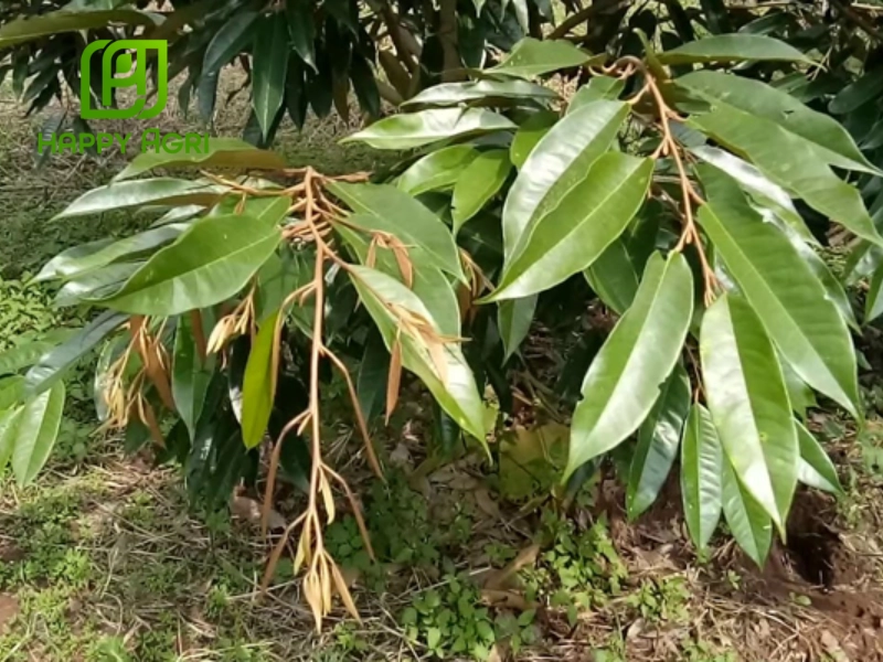 Các phương pháp chặn đọt sầu riêng hiệu quả