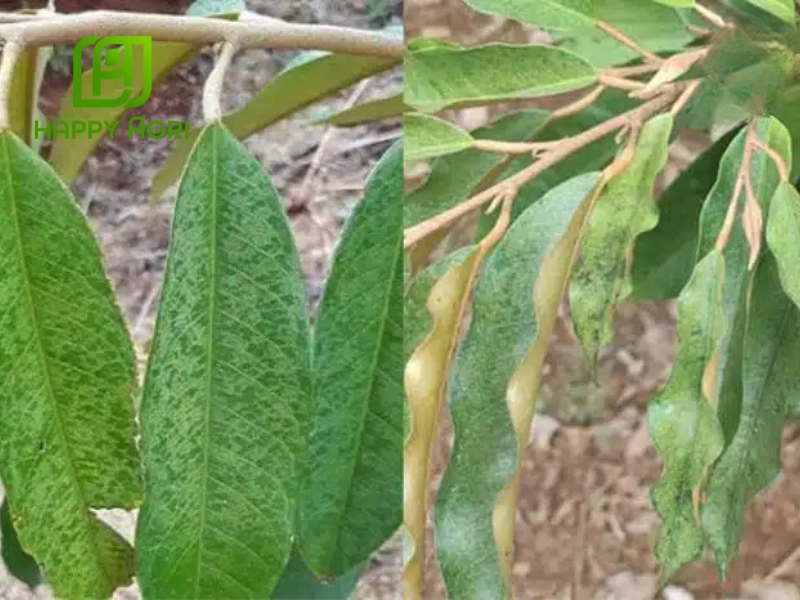Cách điều trị nhện đỏ hiệu quả