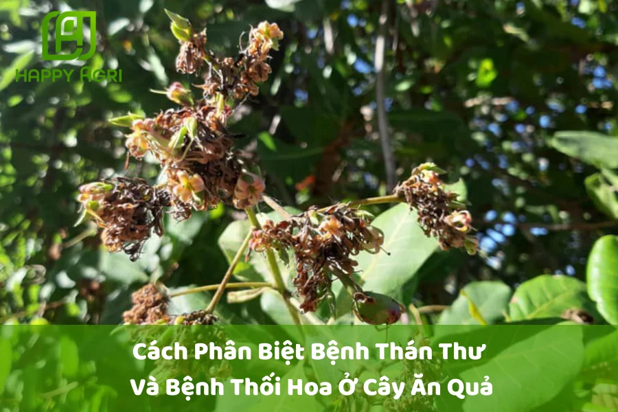 #Cách Phân Biệt Bệnh Thán Thư Và Bệnh Thối Hoa Ở Cây Ăn Quả