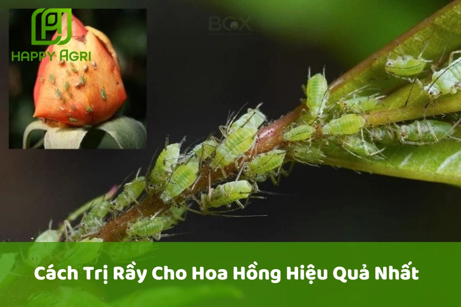 Cách Trị Rầy Cho Hoa Hồng Hiệu Quả Nhất