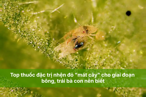 Top thuốc đặc trị nhện đỏ "mát cây" cho giai đoạn bông trái bà con nên biết