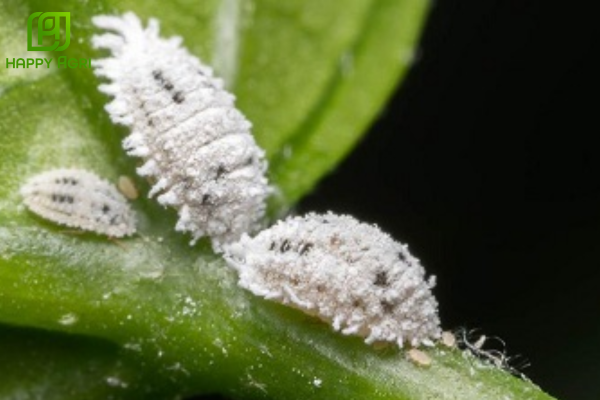 Rệp sáp là gì? Phân loại khoa học và cách nhận diện