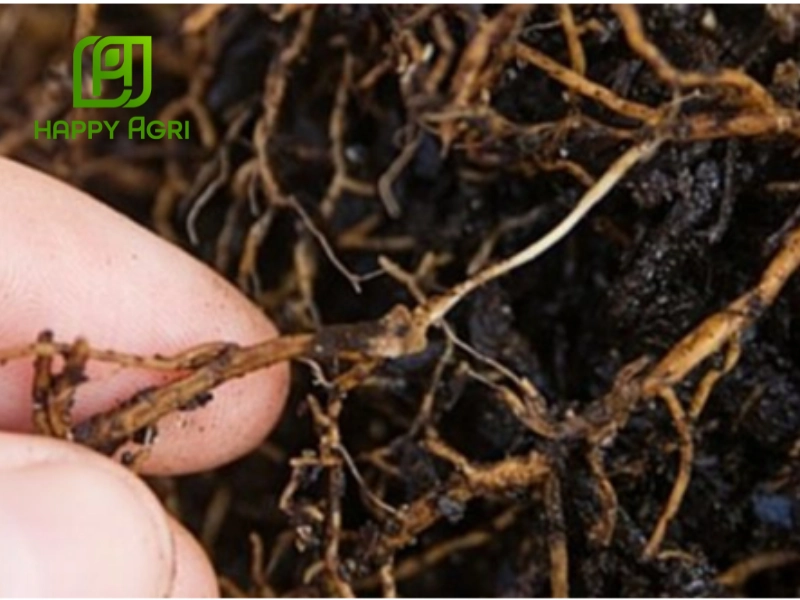  Bệnh thối rễ ở rễ cây sầu riêng thường do nấm Phytophthora và Fusarium gây ra