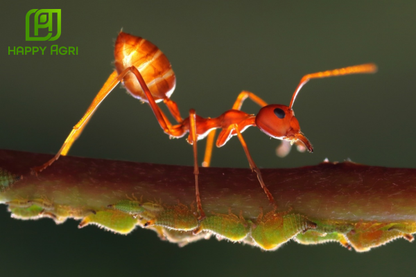 Công dụng vượt trội của Chế phẩm SAFADAN 65 Hiệu FAGENS 65C SUPER