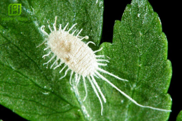 Những thắc mắc thường gặp (FAQ)