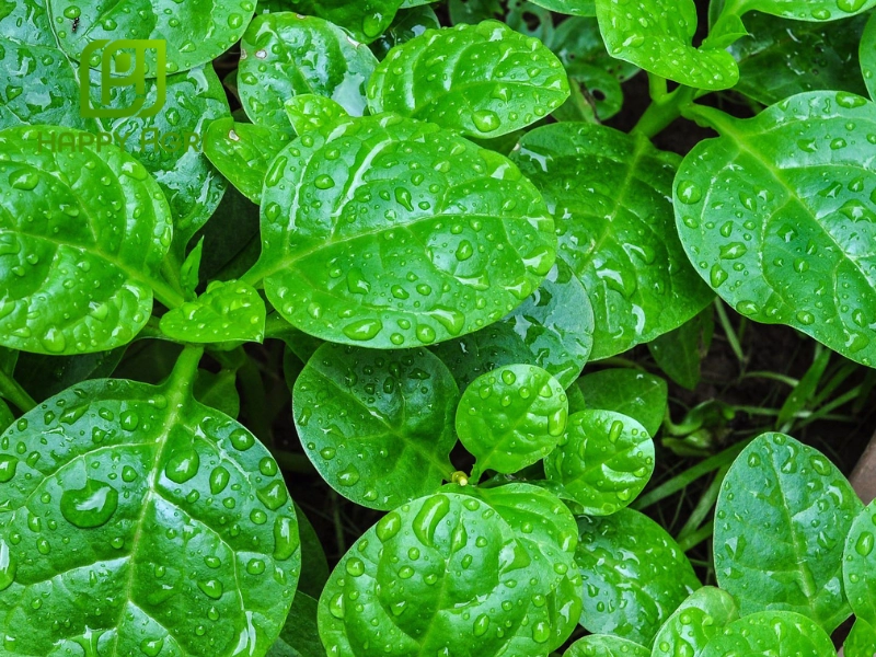 Mùa mưa tại miền Nam là thời điểm trồng nhiều loại rau nhờ khí hậu ẩm ướt và đất giàu dinh dưỡng