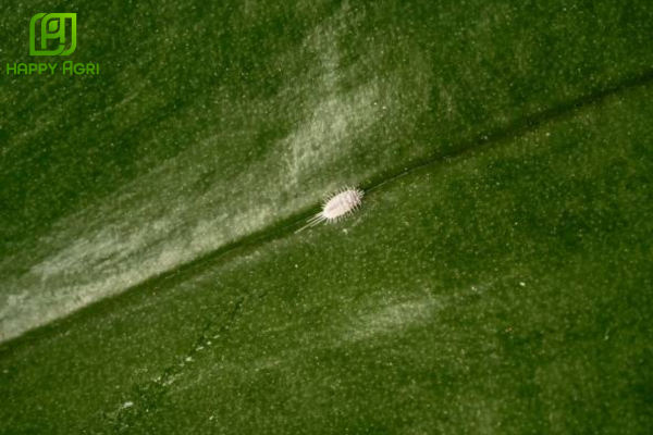 Tại sao phải chọn thời điểm rệp non mới nở?