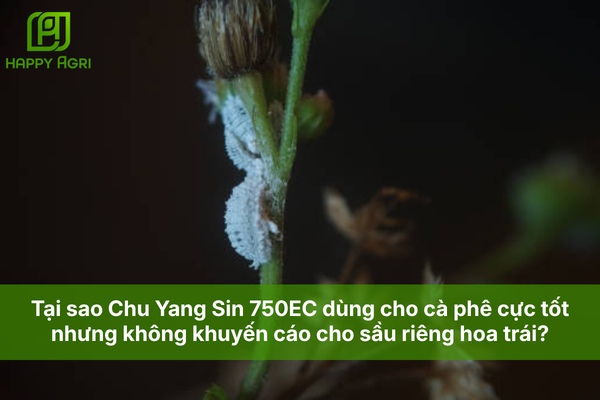 Tại sao Chu Yang Sin 750EC dùng cho cà phê cực tốt nhưng không khuyến cáo cho sầu riêng hoa trái?