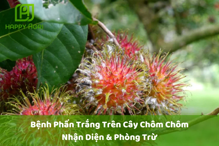 # Bệnh Phấn Trắng Trên Cây Chôm Chôm: Nhận Diện & Phòng Trừ