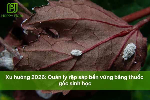 Xu hướng 2026: Quản lý rệp sáp bền vững bằng thuốc gốc sinh học