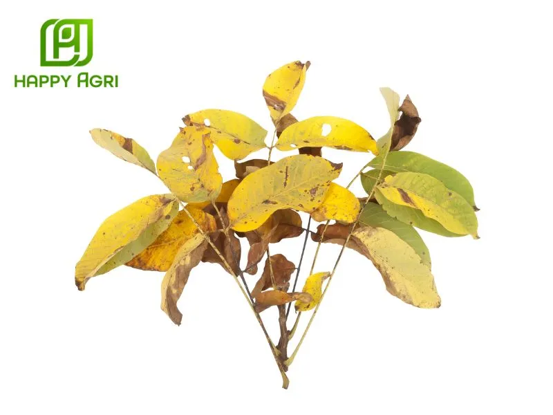 Ngăn ngừa lá vàng