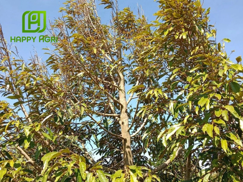 Nguyên nhân gây bệnh khô đọt sầu riêng