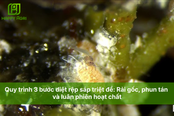 Quy trình 3 bước diệt rệp sáp triệt để: Rải gốc, phun tán và luân phiên hoạt chất
