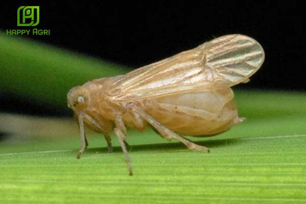 Khái niệm thuốc SC là gì?