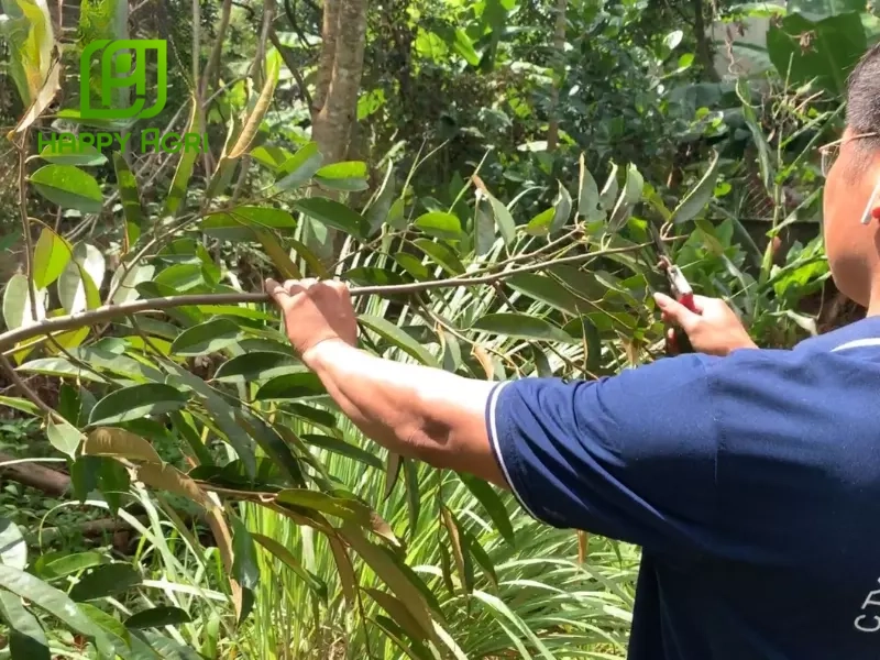 Giải pháp phòng và trị bệnh sầu riêng bị khô đọt hiệu quả