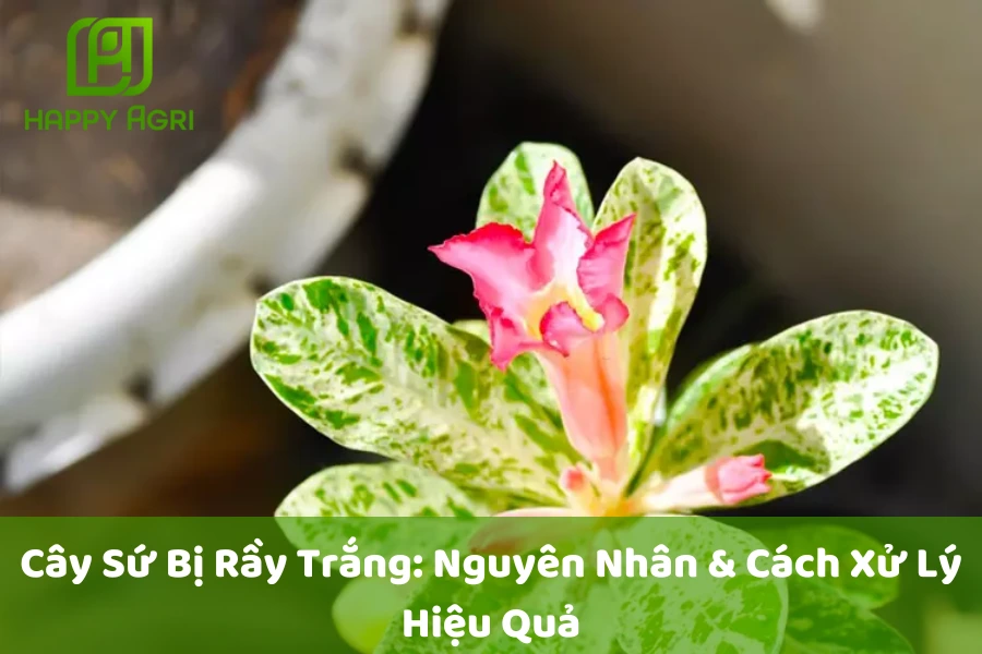 Cây Sứ Bị Rầy Trắng: Nguyên Nhân & Cách Xử Lý Hiệu Quả