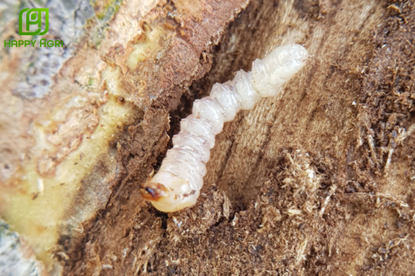 Câu hỏi thường gặp